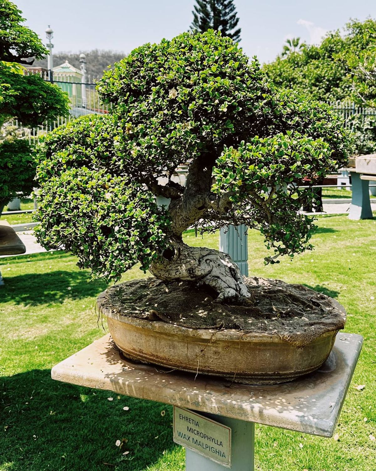 Wax Malpighia bonsai