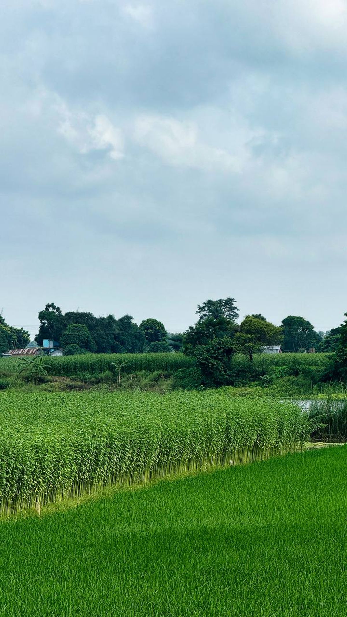Lush green rice paddies stretching to the horizon