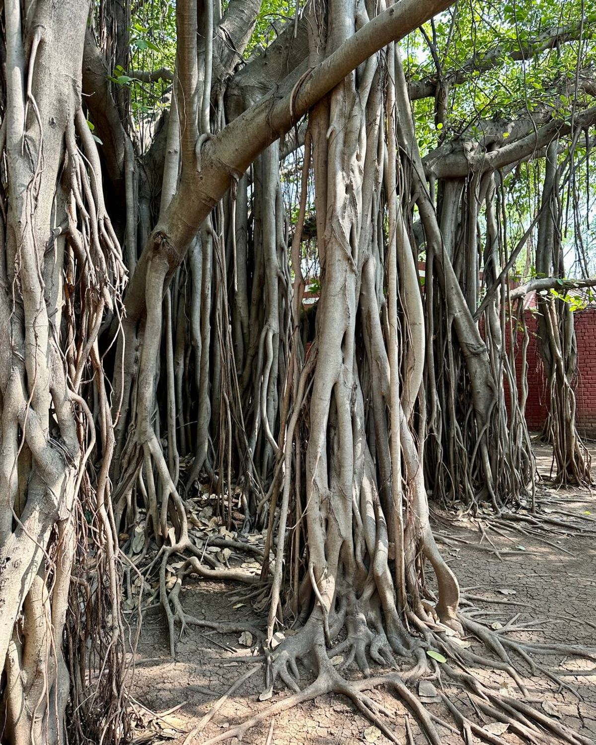Multiple prop roots descending from branches, creating a forest effect