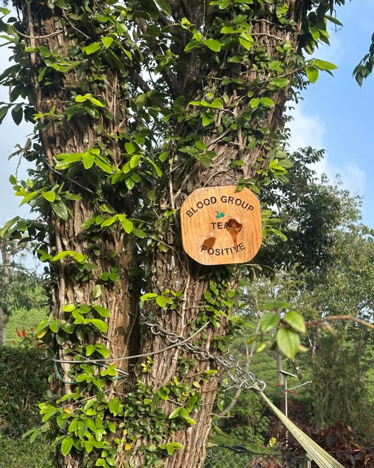 Blood Group Tea Positive sign on tree