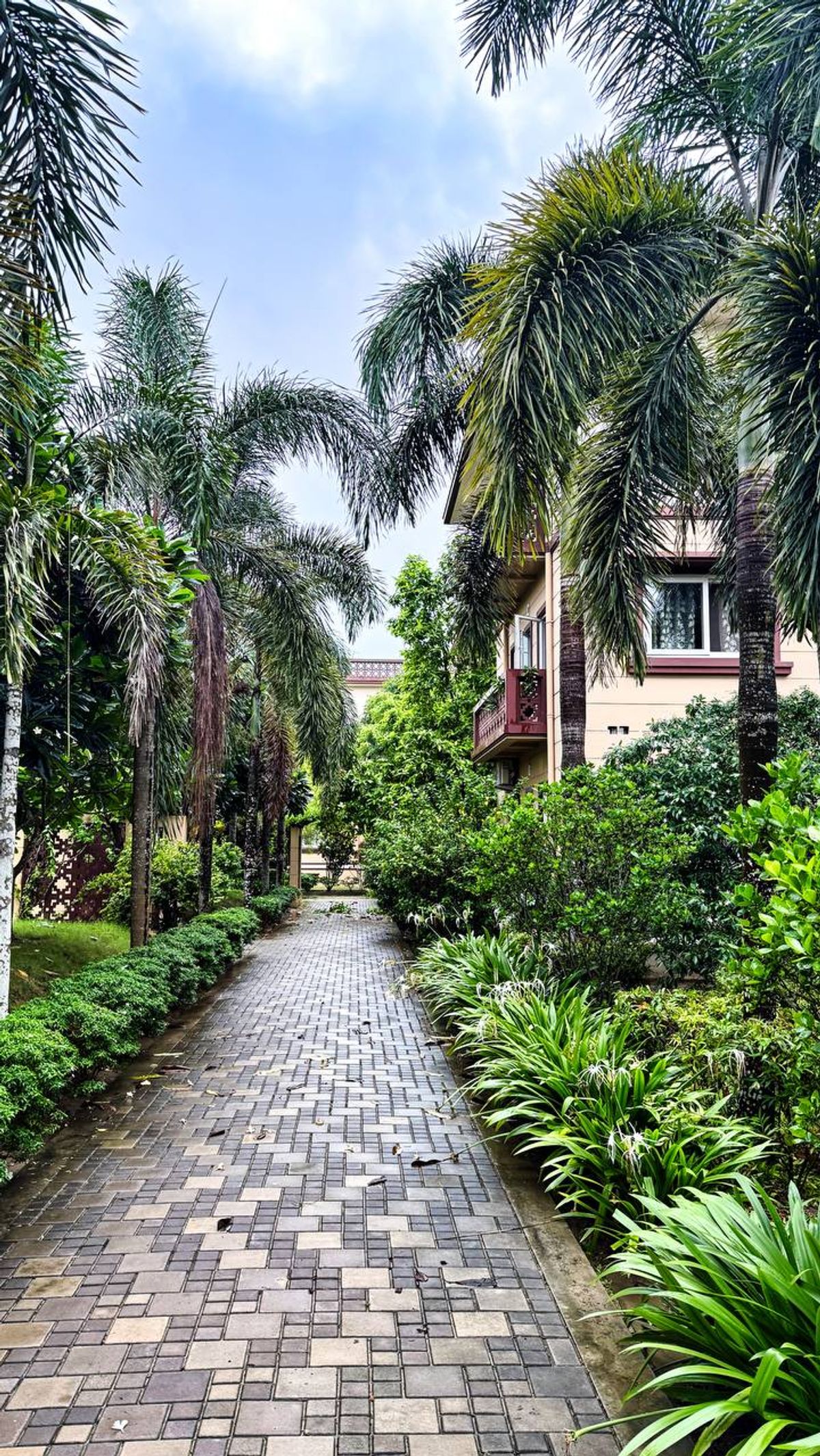 Palm-lined walkway in a residential area