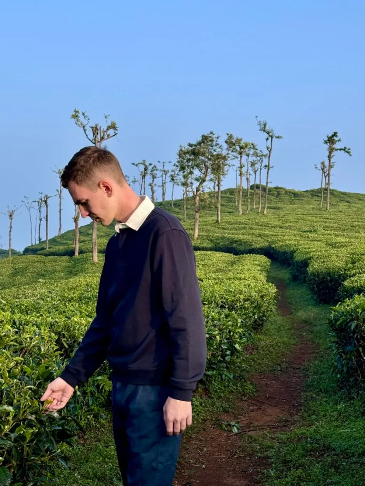 Alex walking through Nilgiri tea plantations