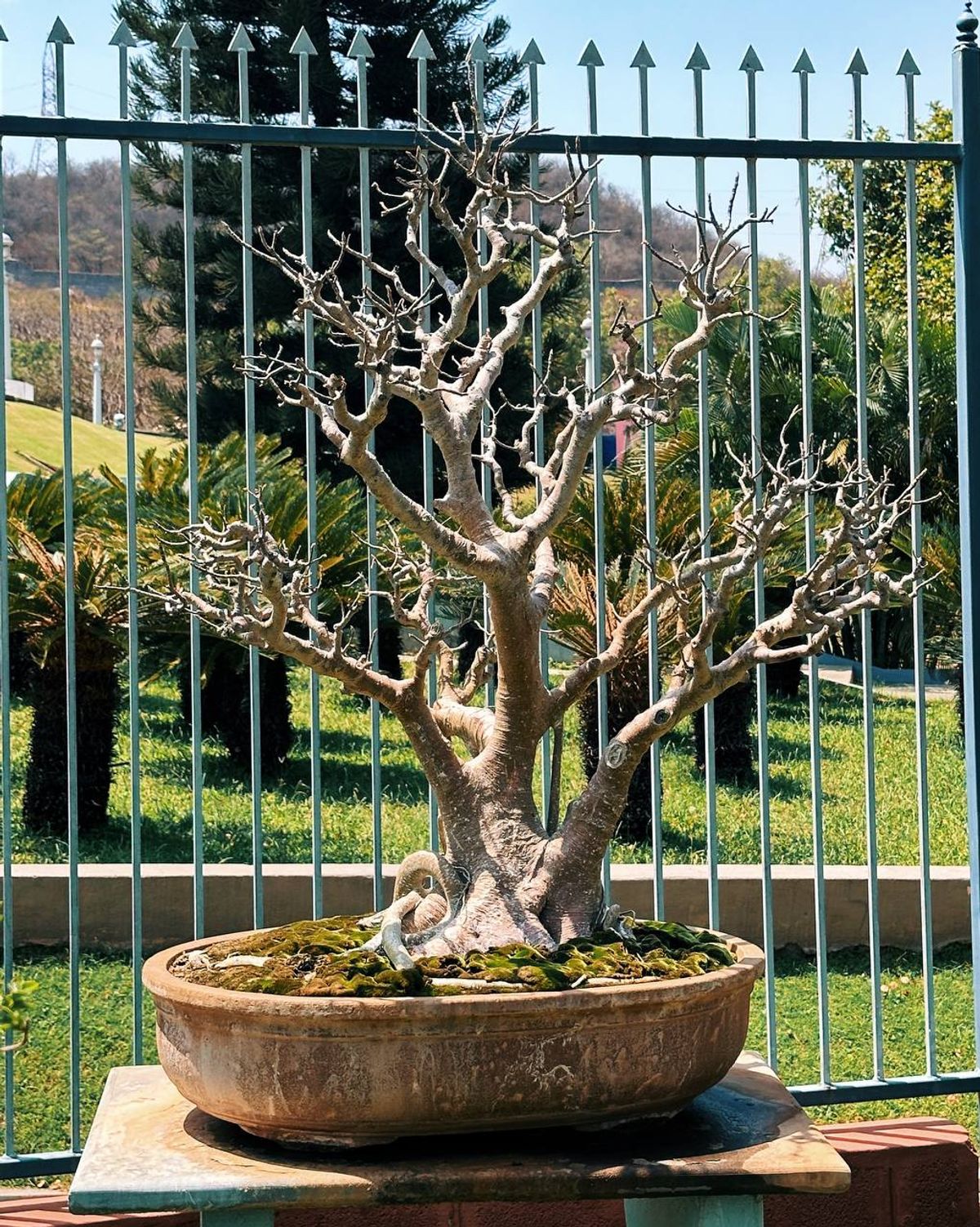 Winter deciduous tree