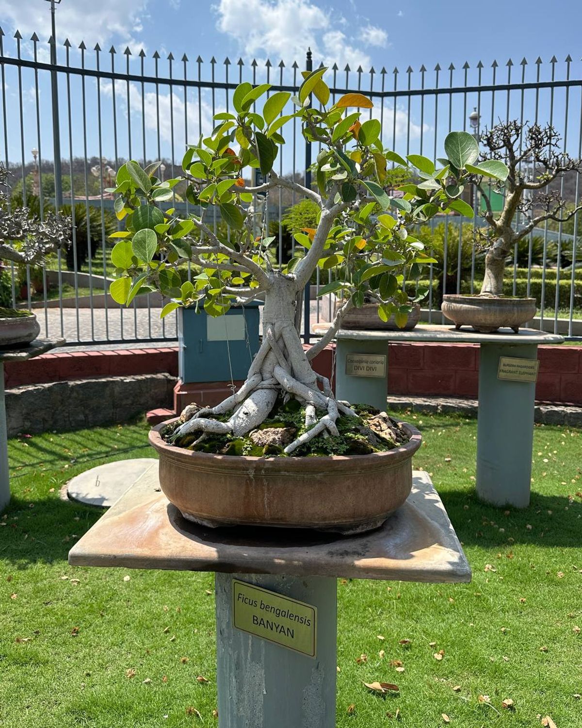 Banyan bonsai specimen labeled Ficus benghalensis