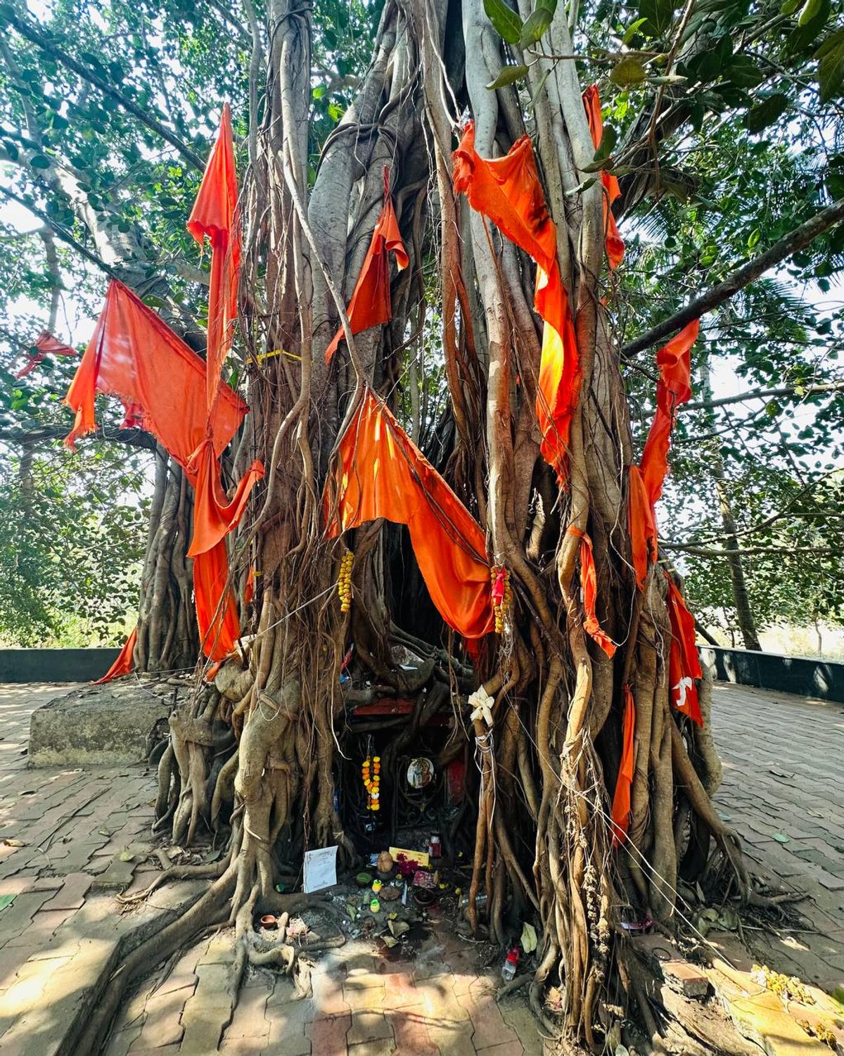 Banyan shrine with orange flags and offerings within the roots