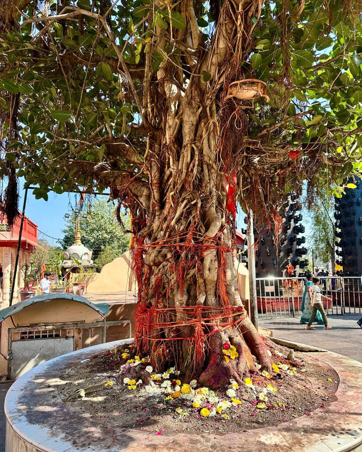 Sacred banyan with red threads and flower offerings at temple