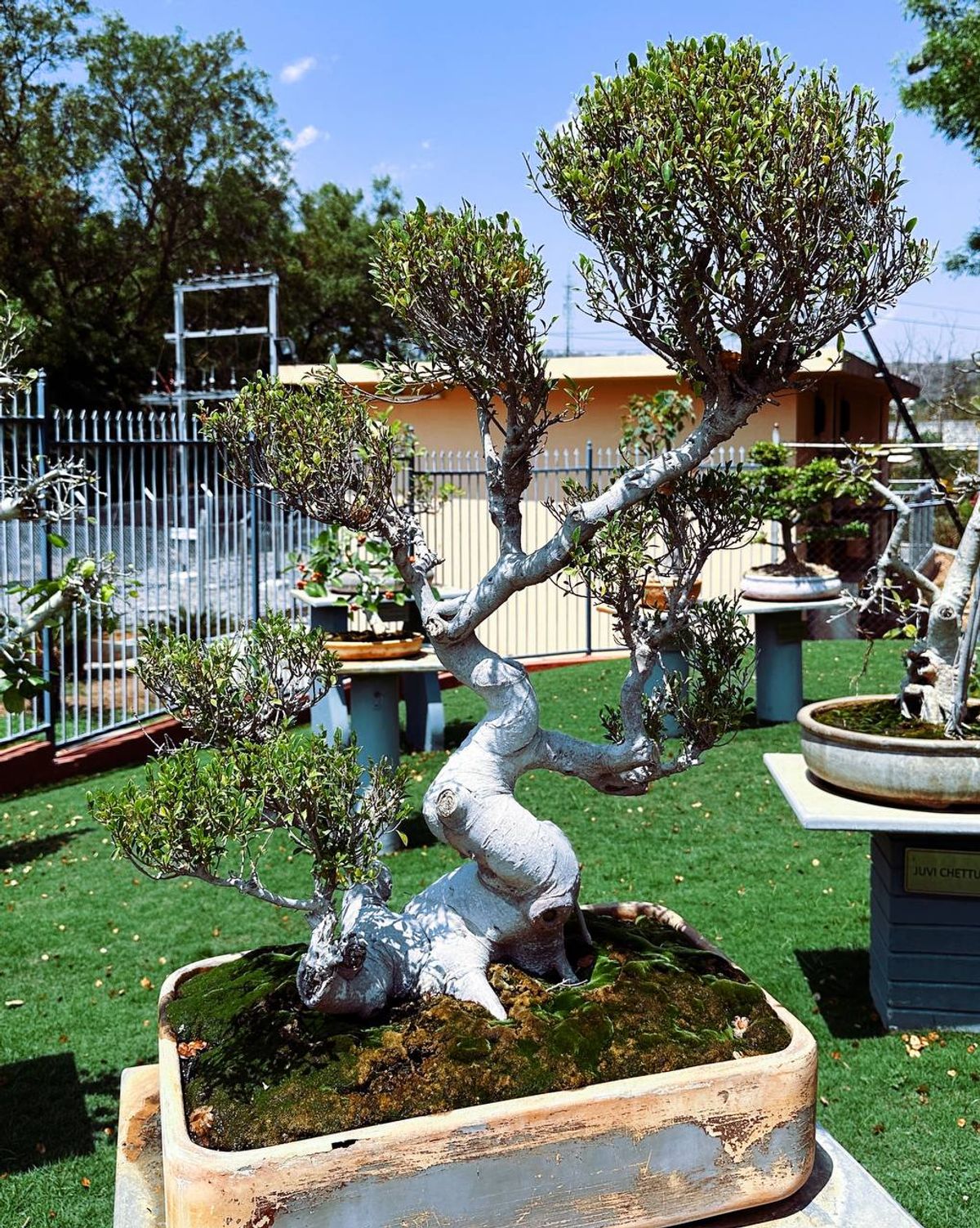Slanting style bonsai