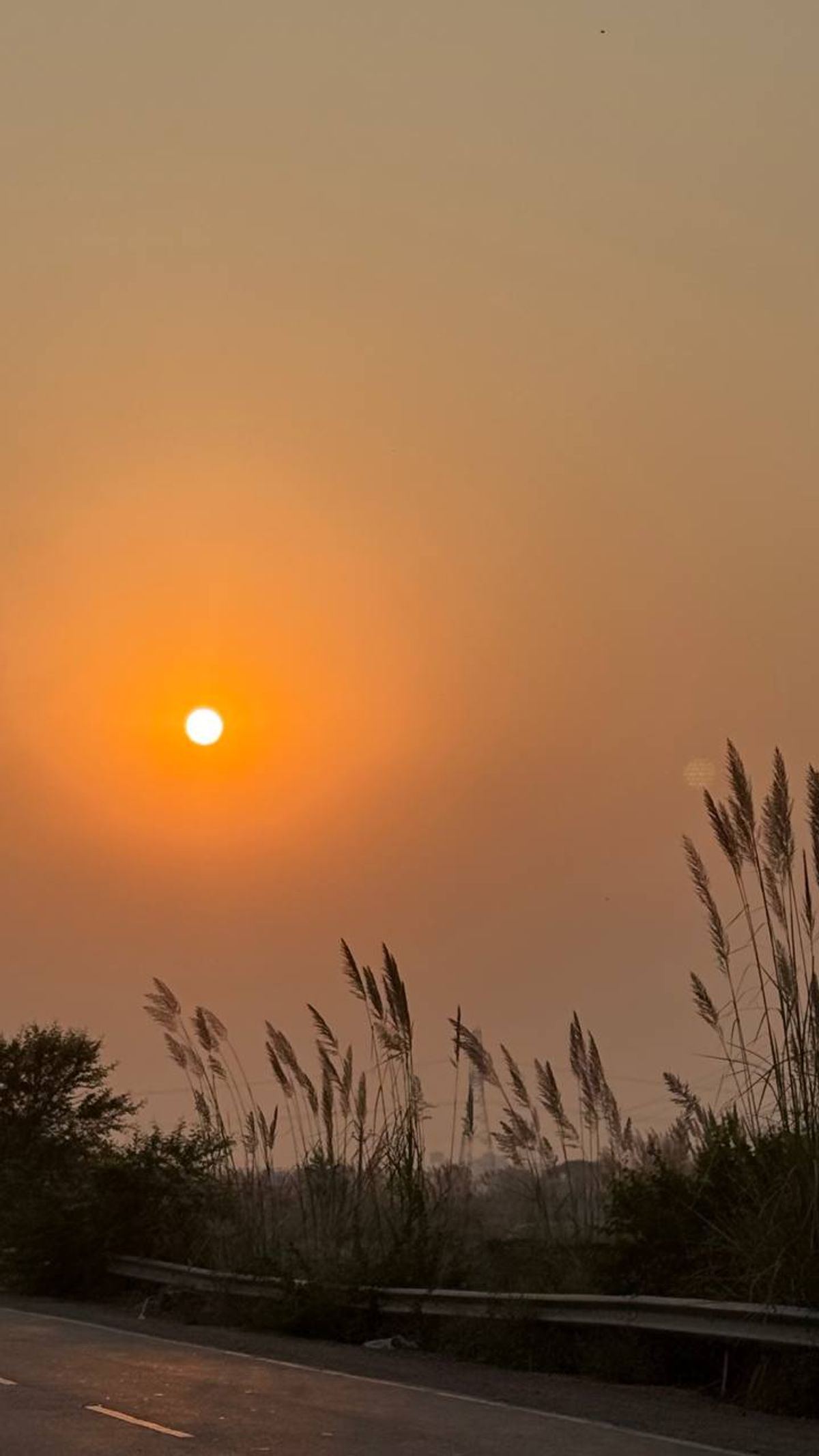 Golden sunset over the Braj countryside with reed stalks silhouetted against the sky