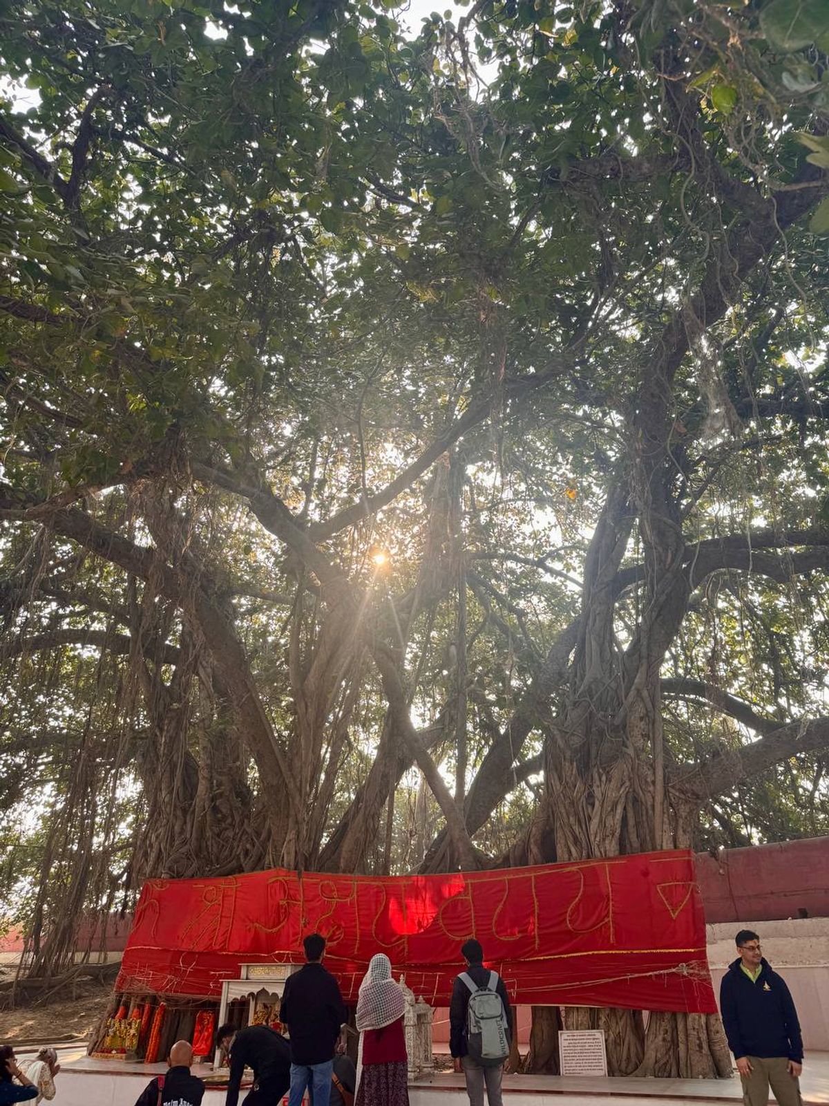 Massive banyan with pilgrims and shrine beneath its canopy