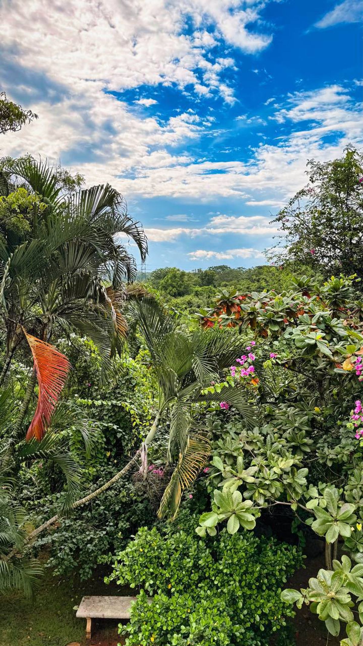 Lush tropical gardens at the ashram