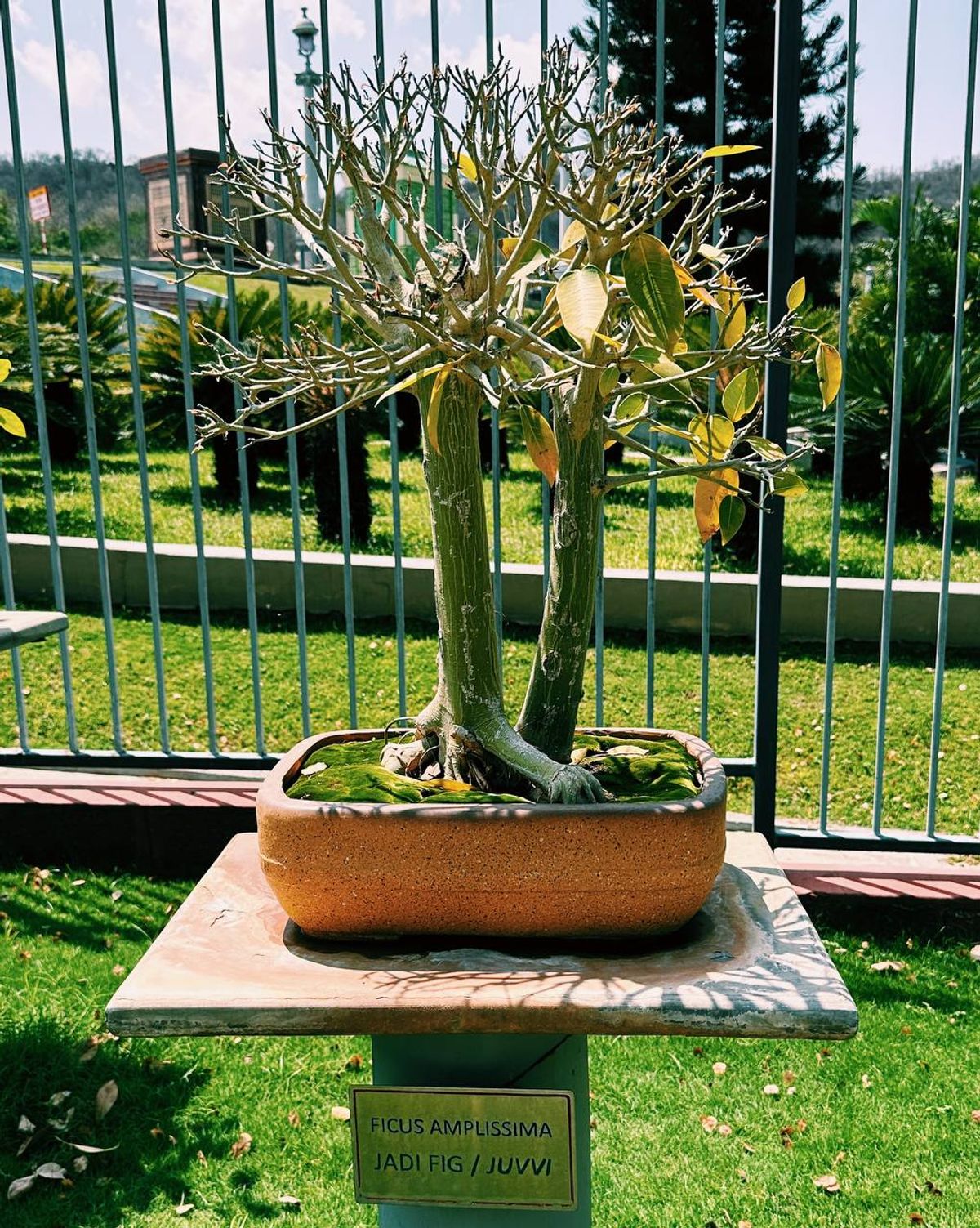 Ficus Amplissima (Jadi Fig)