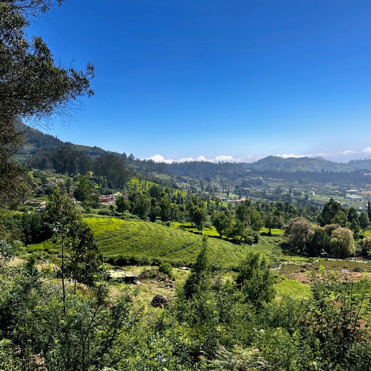 Panoramic view of tea plantations in the Nilgiri Hills