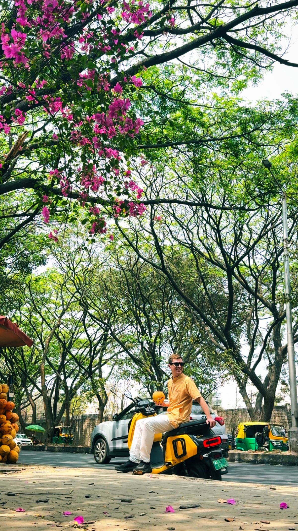 Alex on a scooter under pink Tabebuia rosea blossoms in Bengaluru