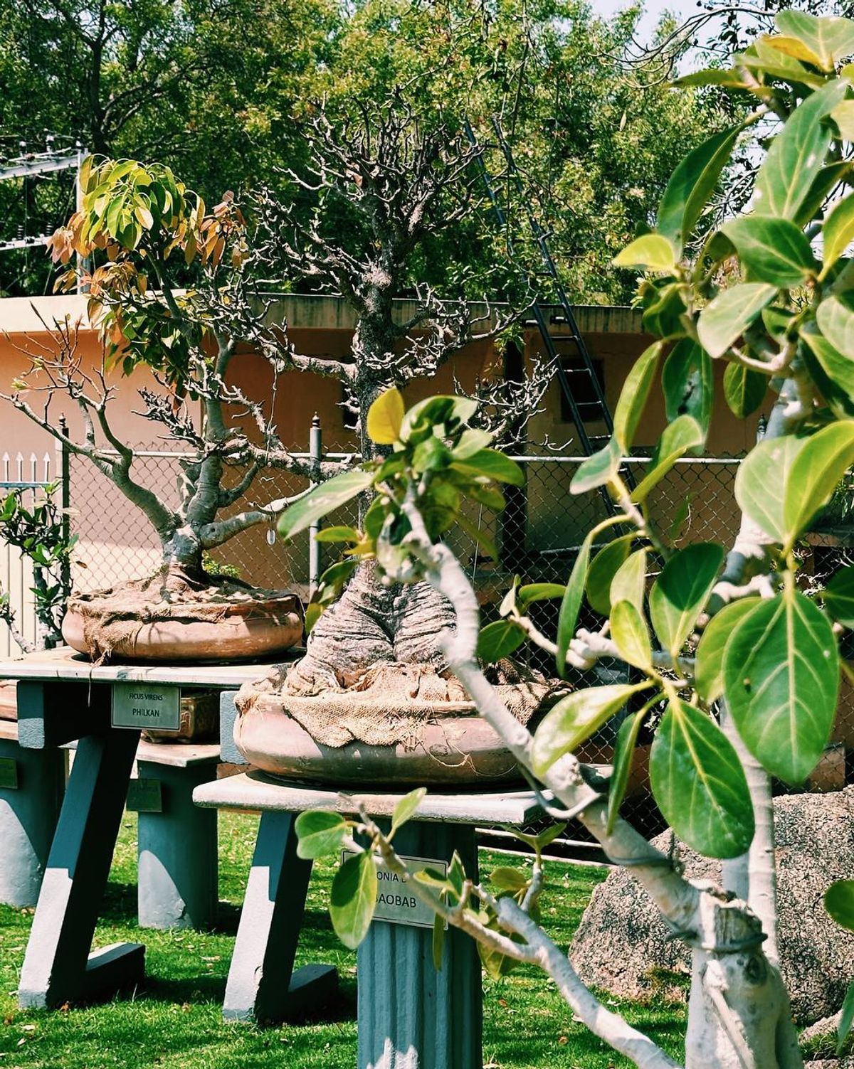Bonsai garden overview with various specimens