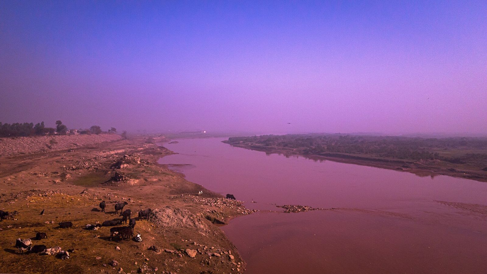 A wide river under a hazy purple sky, with cattle on its dry, stony bank.