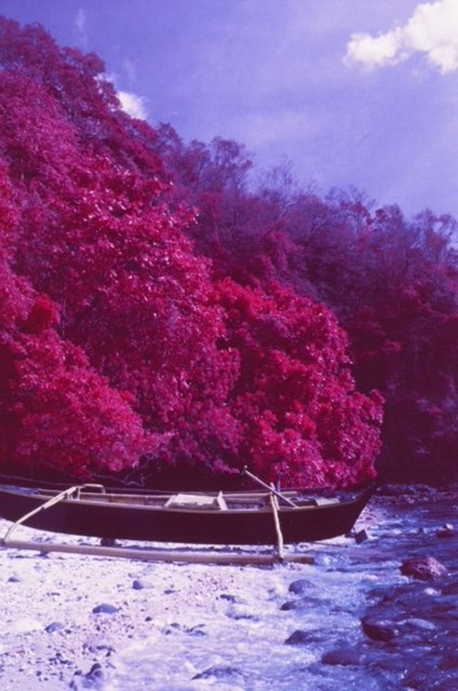 A wooden outrigger boat on a pebbly shore beneath dense magenta foliage.