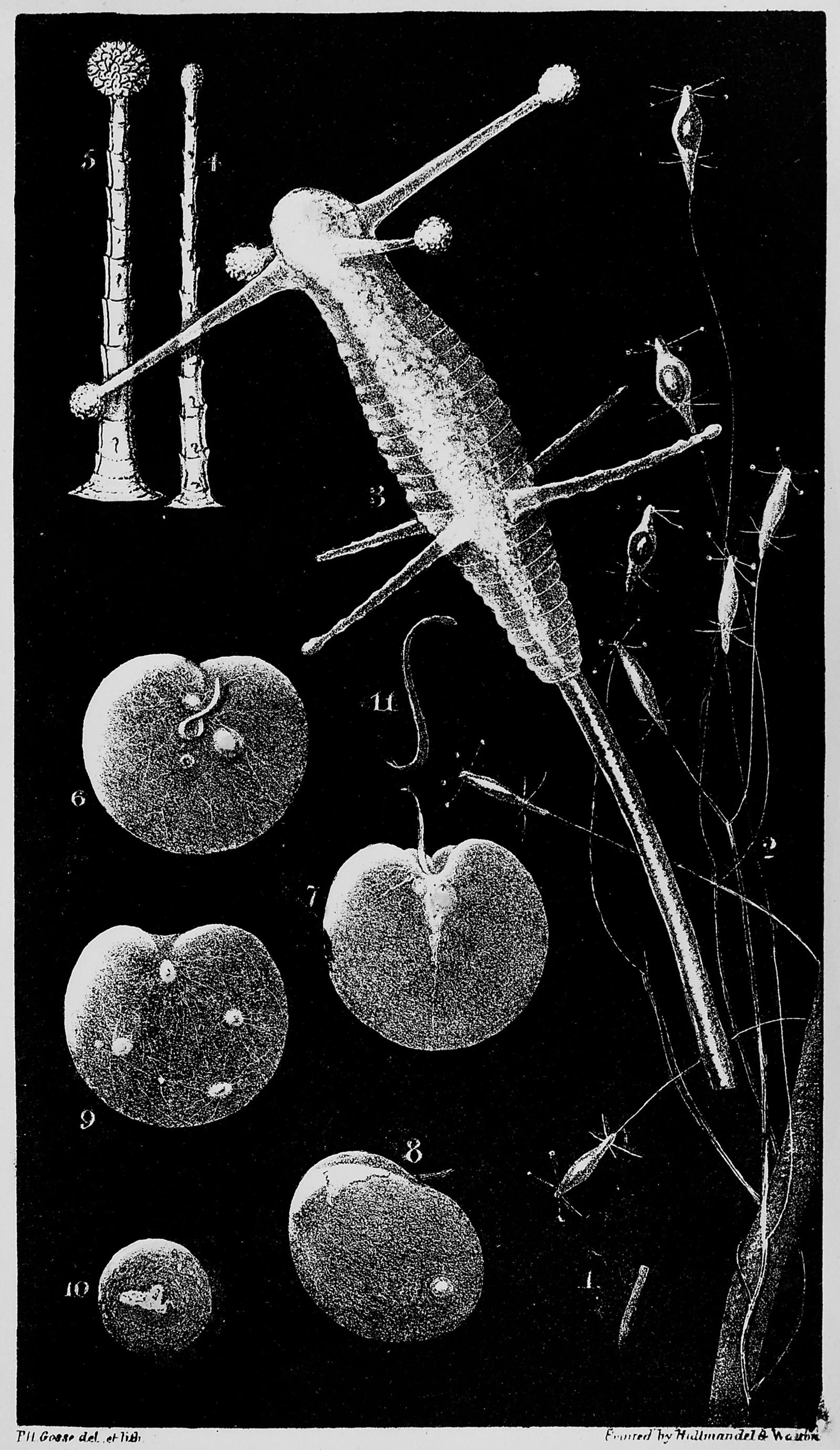 Black-and-white scientific plate of microscopic water organisms: a long spined plankton beside round cells and fine filaments.