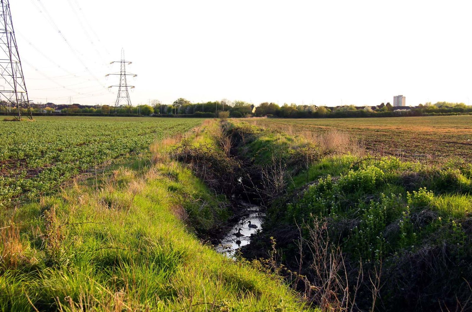 A narrow brook running between two flat fields, two birds on the water, electricity pylons to the left and a tower block on the horizon.