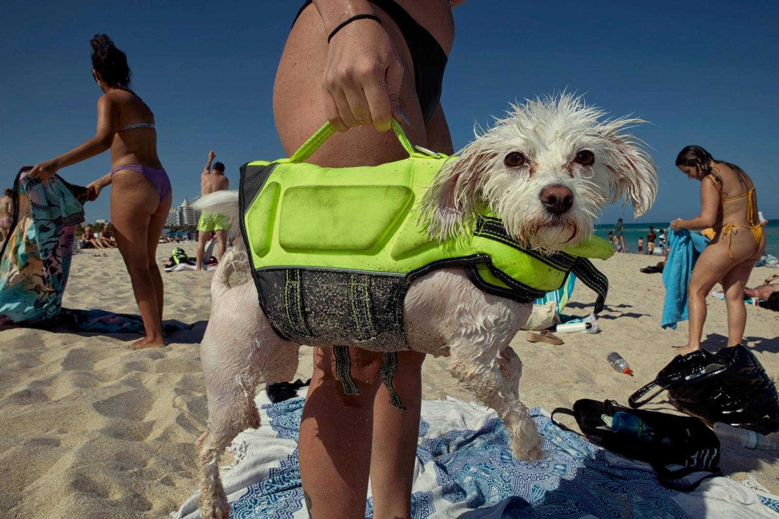 A small white dog in a lime-green life jacket is held up by a person standing behind it on a crowded beach.