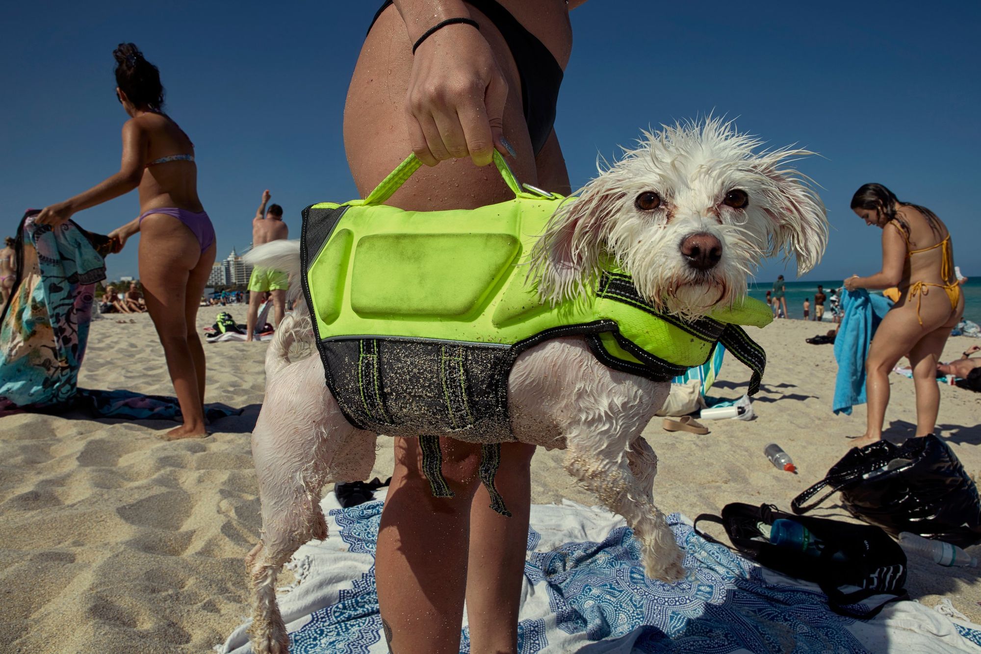 A small white dog in a lime-green life jacket is held up by a person standing behind it on a crowded beach.
