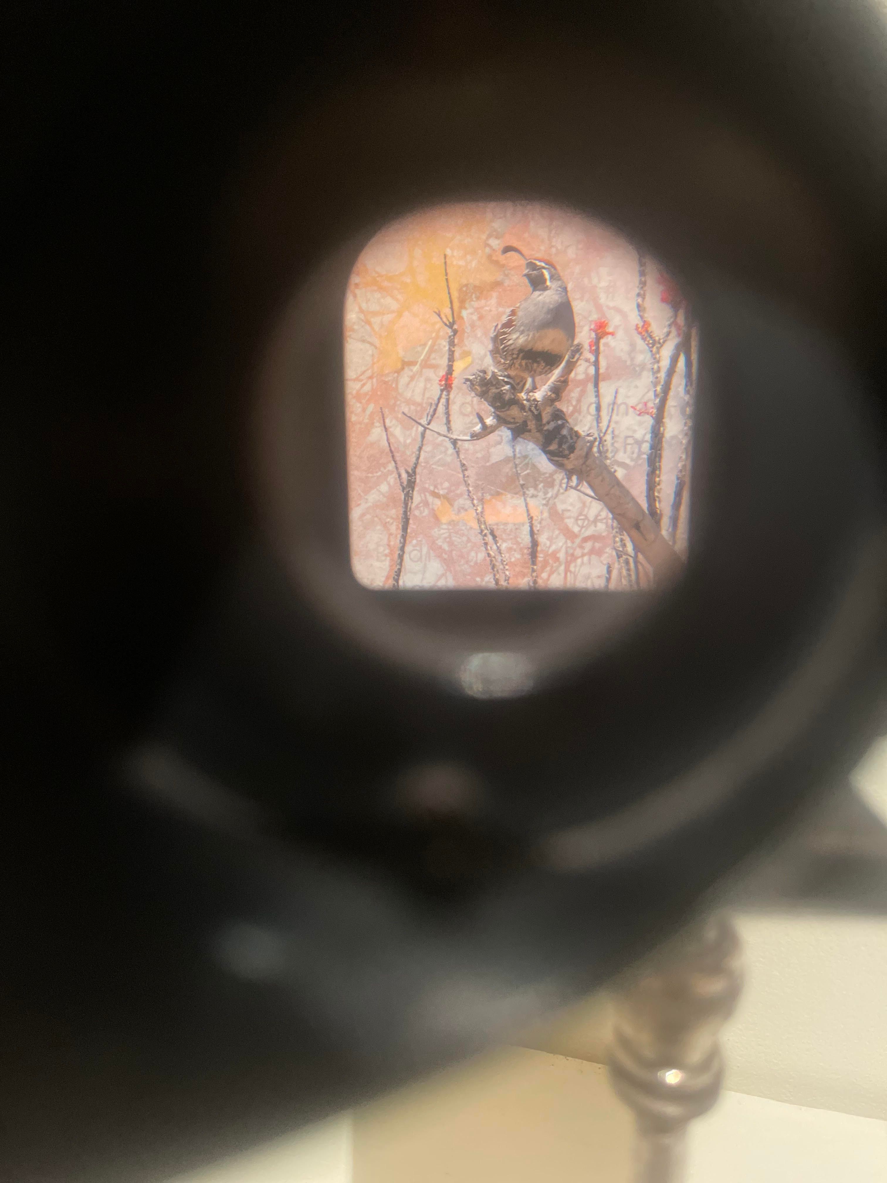 A quail as seen through a stereoscope