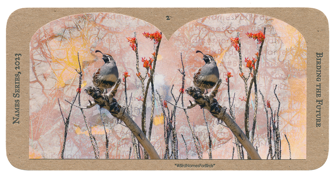 quail stereograph front
