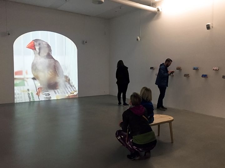 A video of a bird is projected onto a gallery wall.
