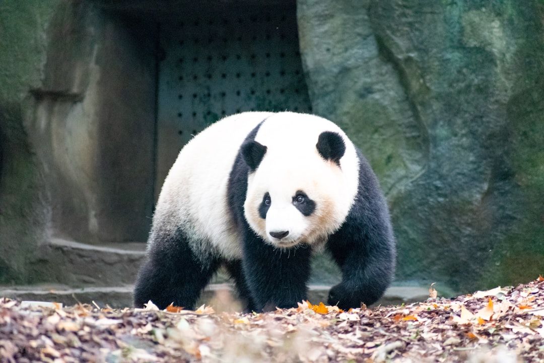 Chengdu