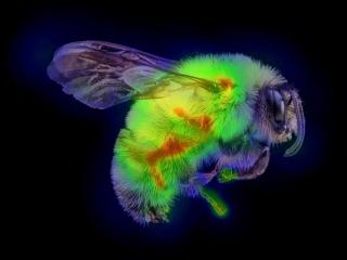 An illustration of a heat map overlaid atop a bumblebee. 