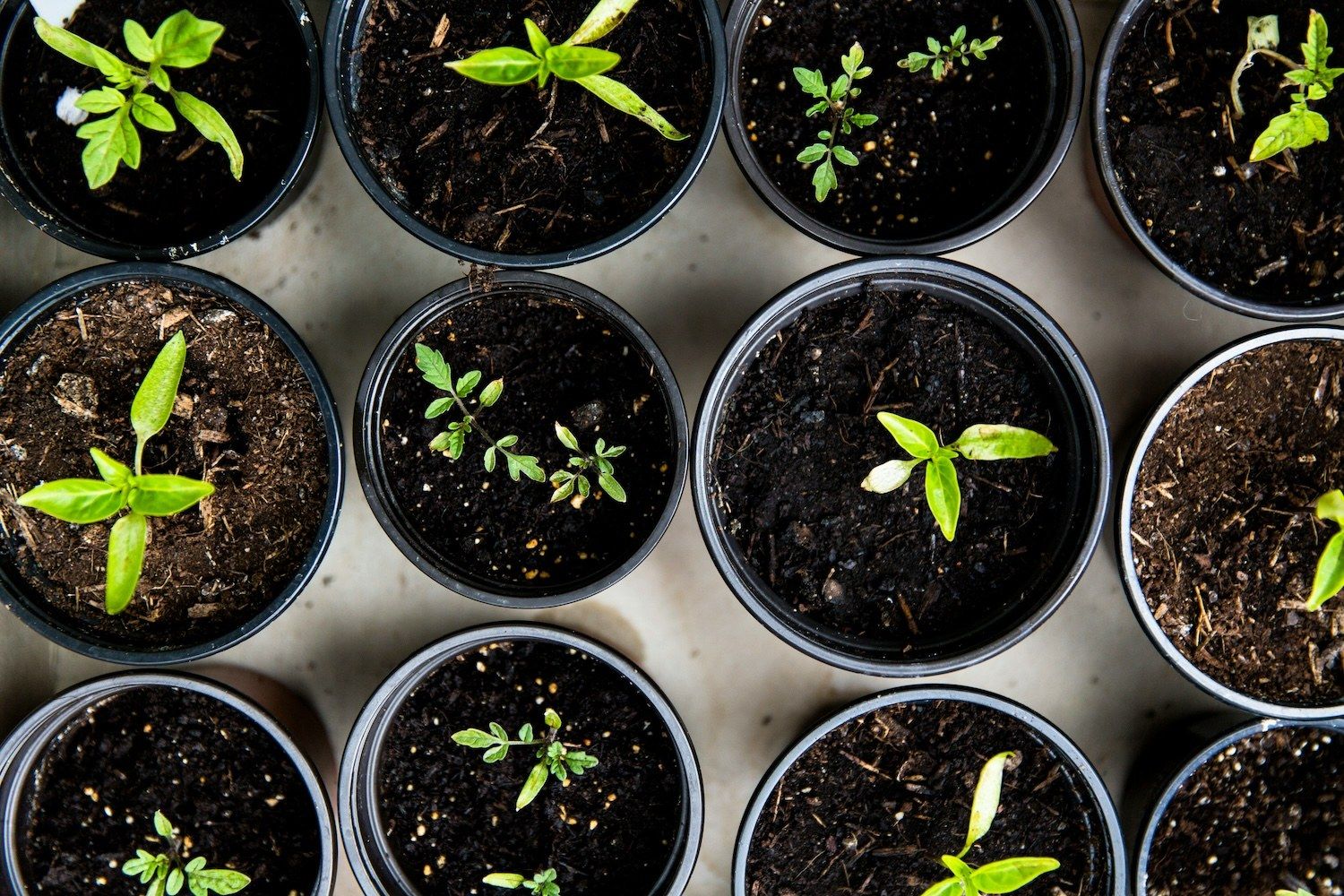 Best Campaign Management Services for Subscription Growth