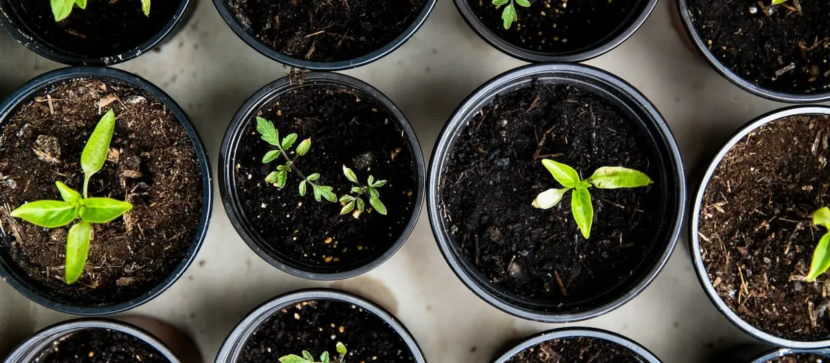 Best Campaign Management Services for Subscription Growth