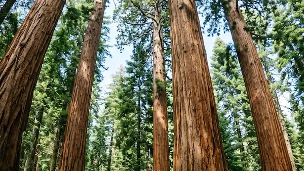 Towering giant sequoia trees in a dense forest at Sequoia National Park, viewed from the ground looking up at their massive trunks and high canopy