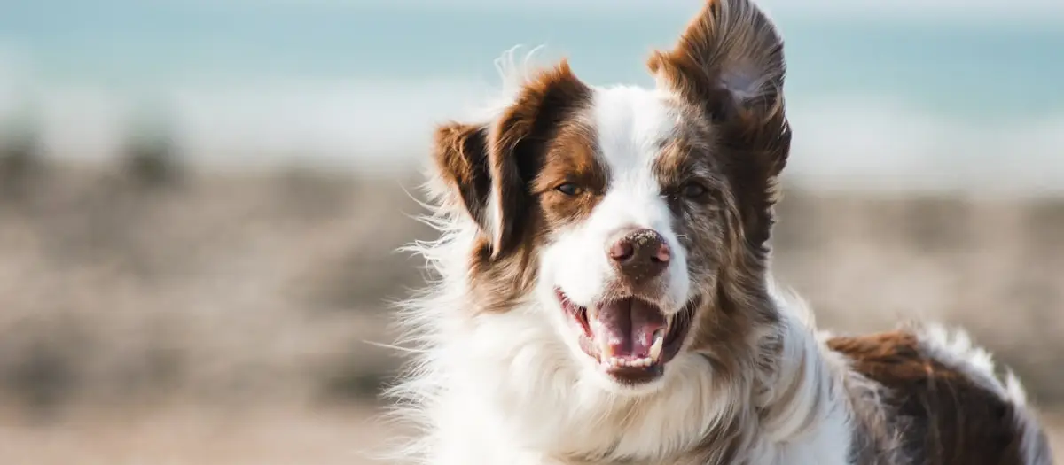 How Three Dog-Loving Co-Workers Quit Their Jobs and Disrupted the $75 Billion Pet Food Industry