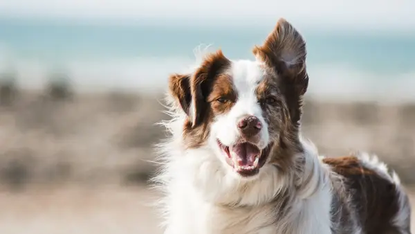 How Three Dog-Loving Co-Workers Quit Their Jobs and Disrupted the $75 Billion Pet Food Industry
