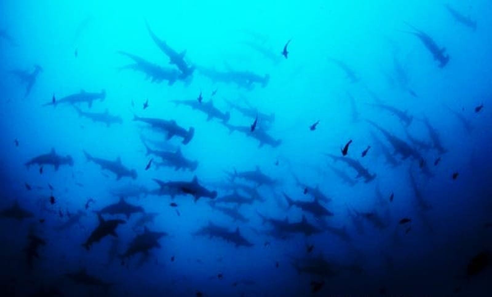 'Lanzarote submarina', exposición 