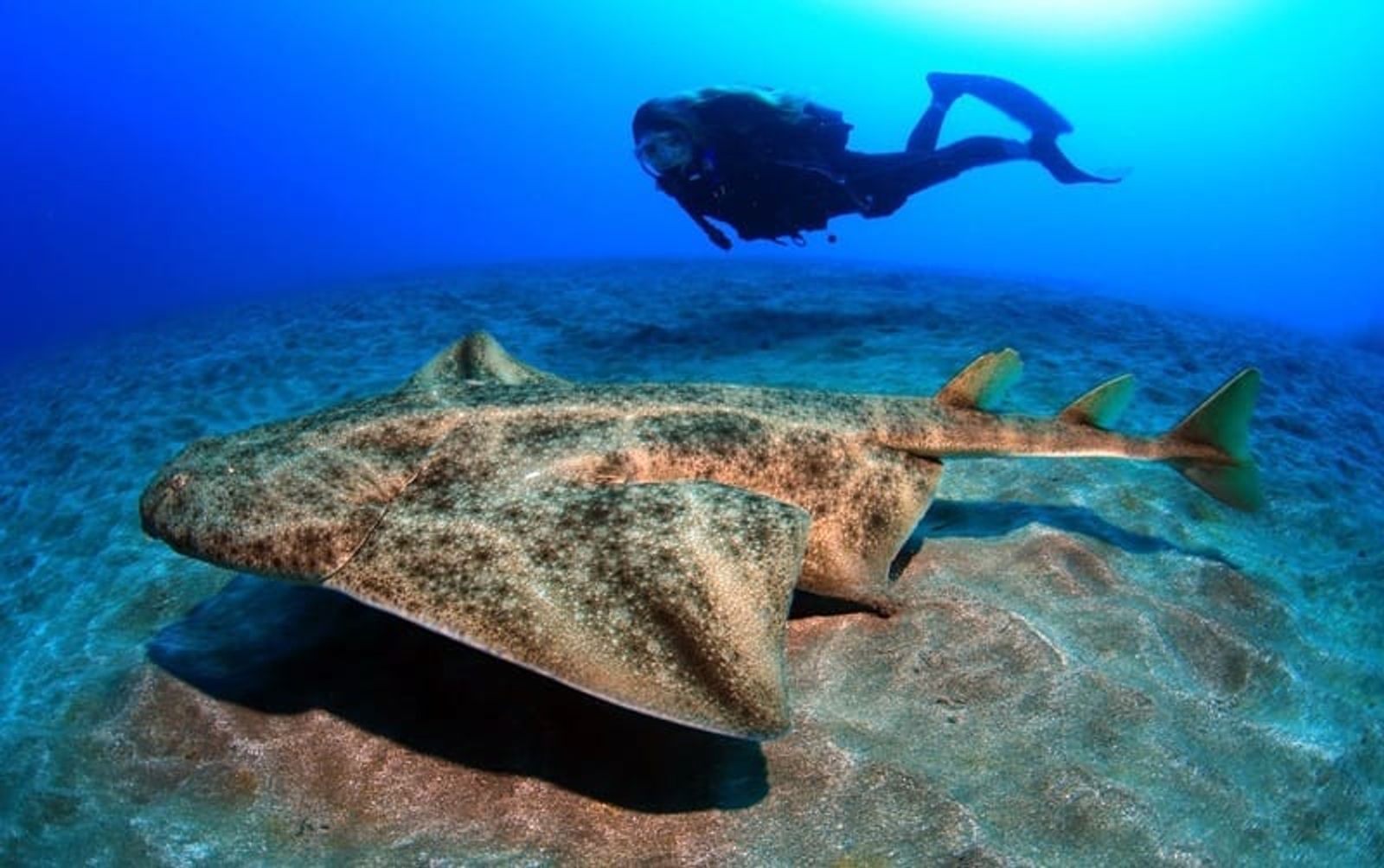 El “Angelote”, un tiburón en peligro de extinción en el fondo marino de Lanzarote
