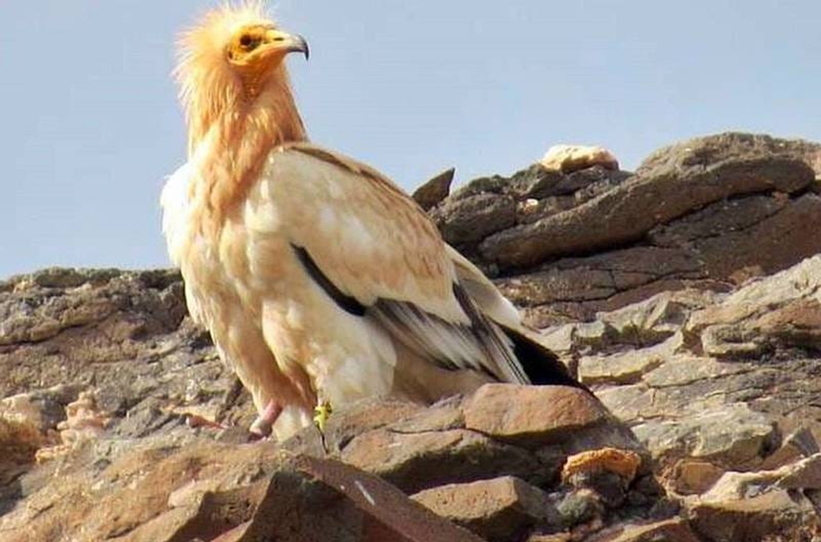 Se prevé que este año se superen los 400 ejemplares de guirre entre Lanzarote y Fuerteventura
