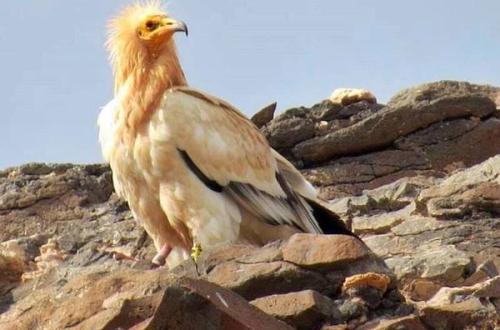 Se prevé que este año se superen los 400 ejemplares de guirre entre Lanzarote y Fuerteventura