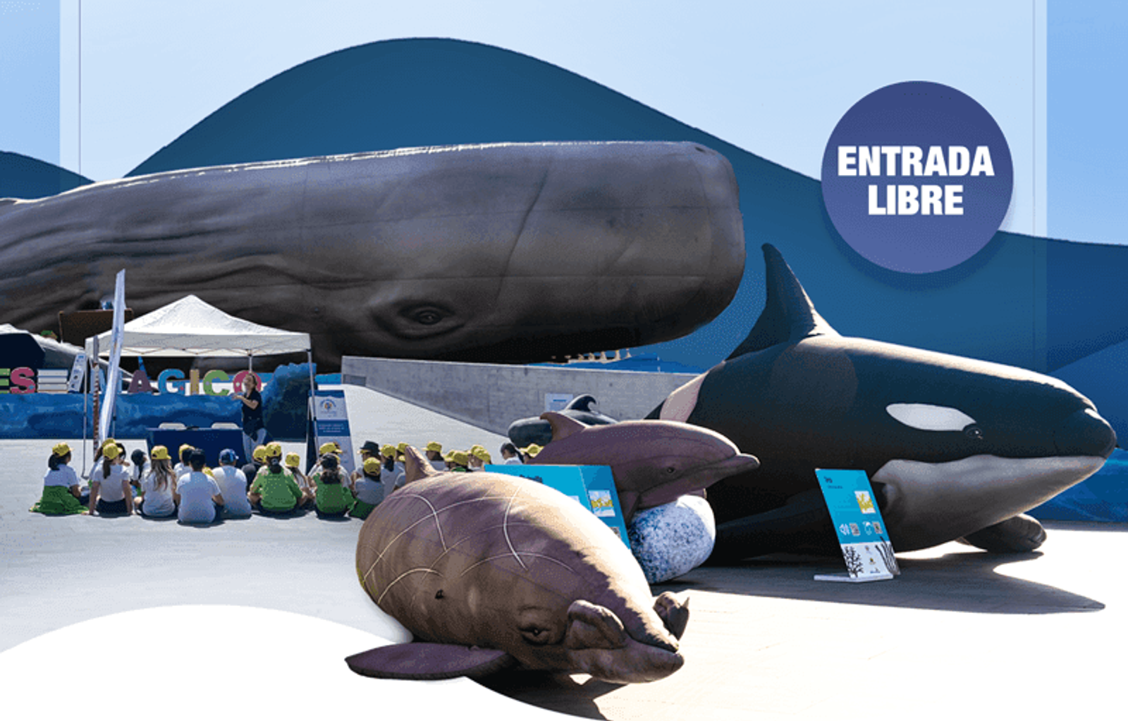 Exposición exprés ‘Cetáceos de la Macaronesia’ en Yaiza
