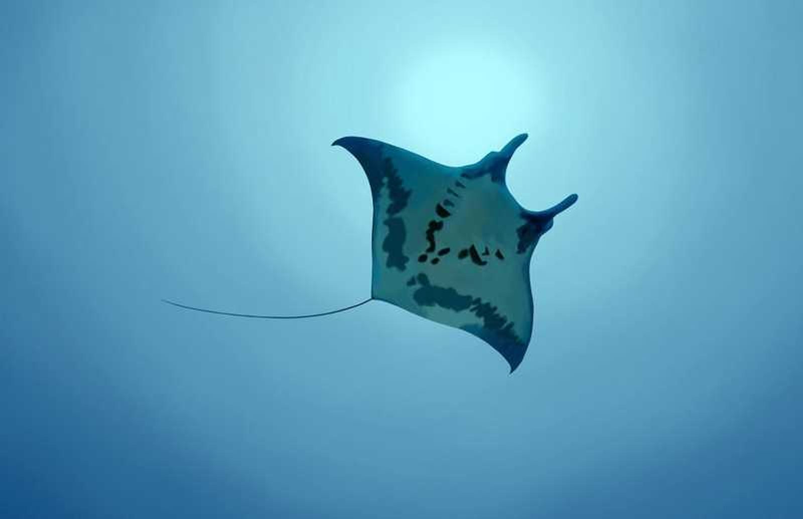 Canarias impulsa un proyecto para mejorar el conocimiento de tiburones, mantas y rayas