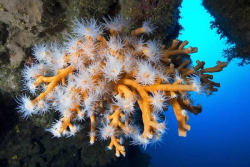 Descubren el cinturón de coral que rodea Canarias
