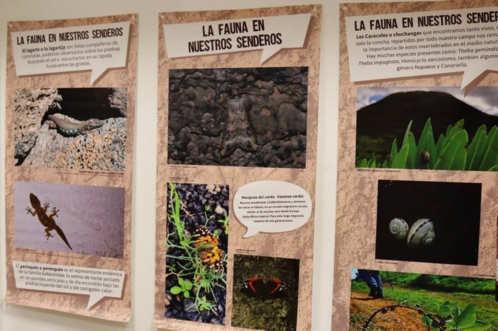 La muestra ‘La fauna de Lanzarote’ puede visitarse en Playa Blanca