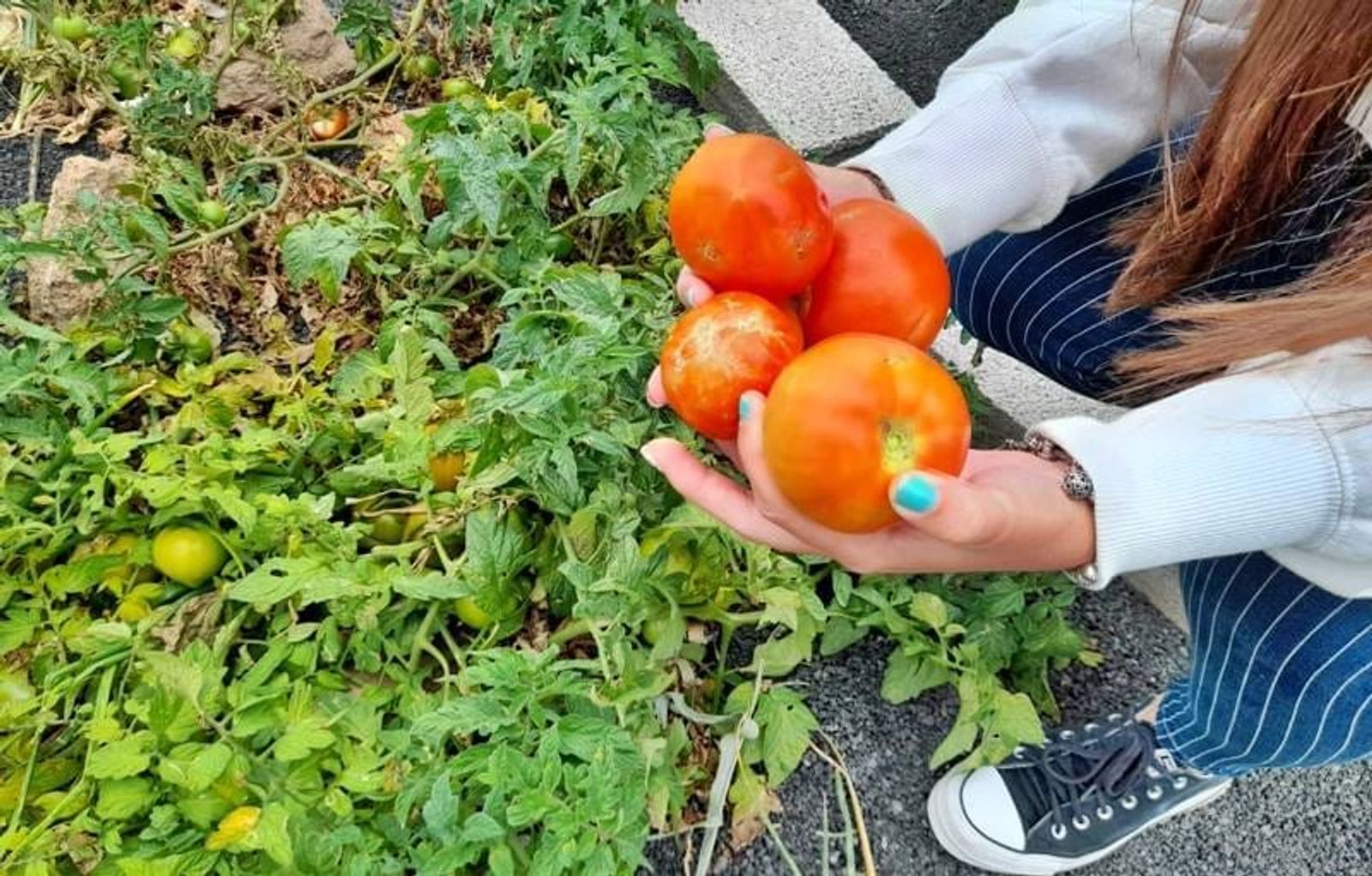 El IES Yaiza consigue reconocimiento en el concurso de Huertos Escolares Ecológicos