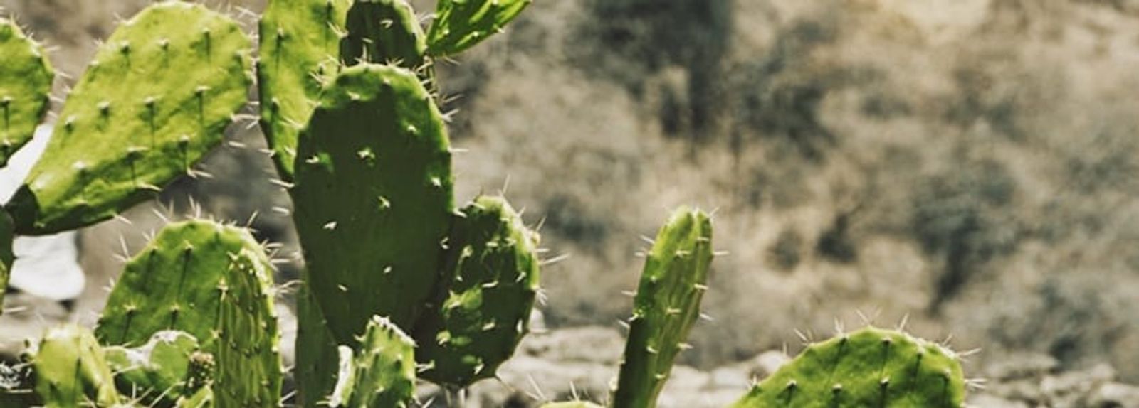 ADERLAN desarrolla un curso de ‘Iniciación al cultivo de la tunera’