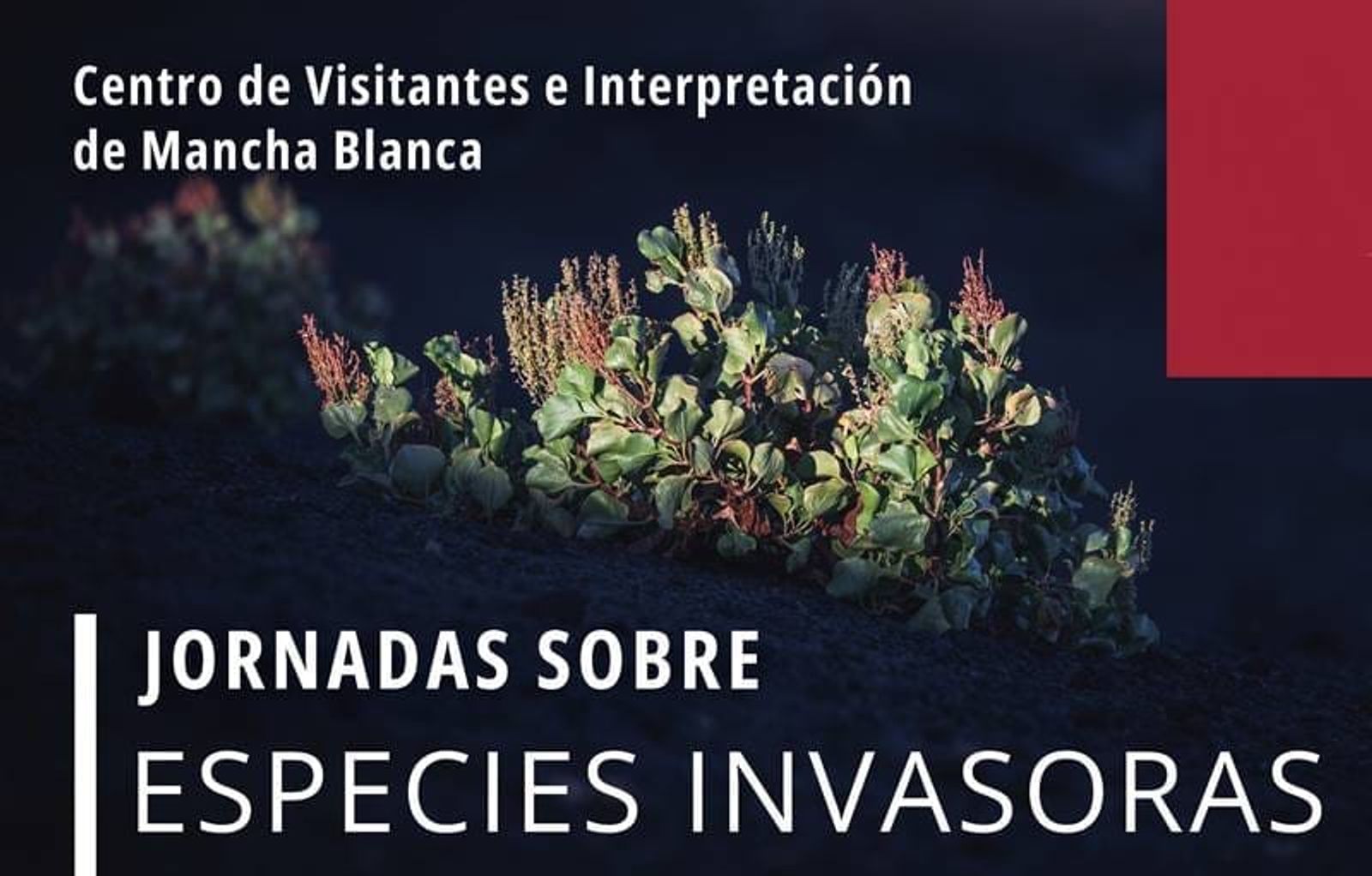El Parque Nacional de Timanfaya organiza unas jornadas y una mesa de debatir sobre biodiversidad