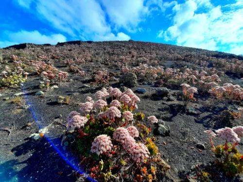 Celebración del Día de Canarias en Lanzarote