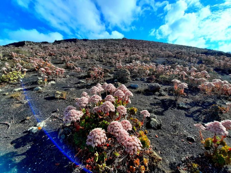 Celebración del Día de Canarias en Lanzarote