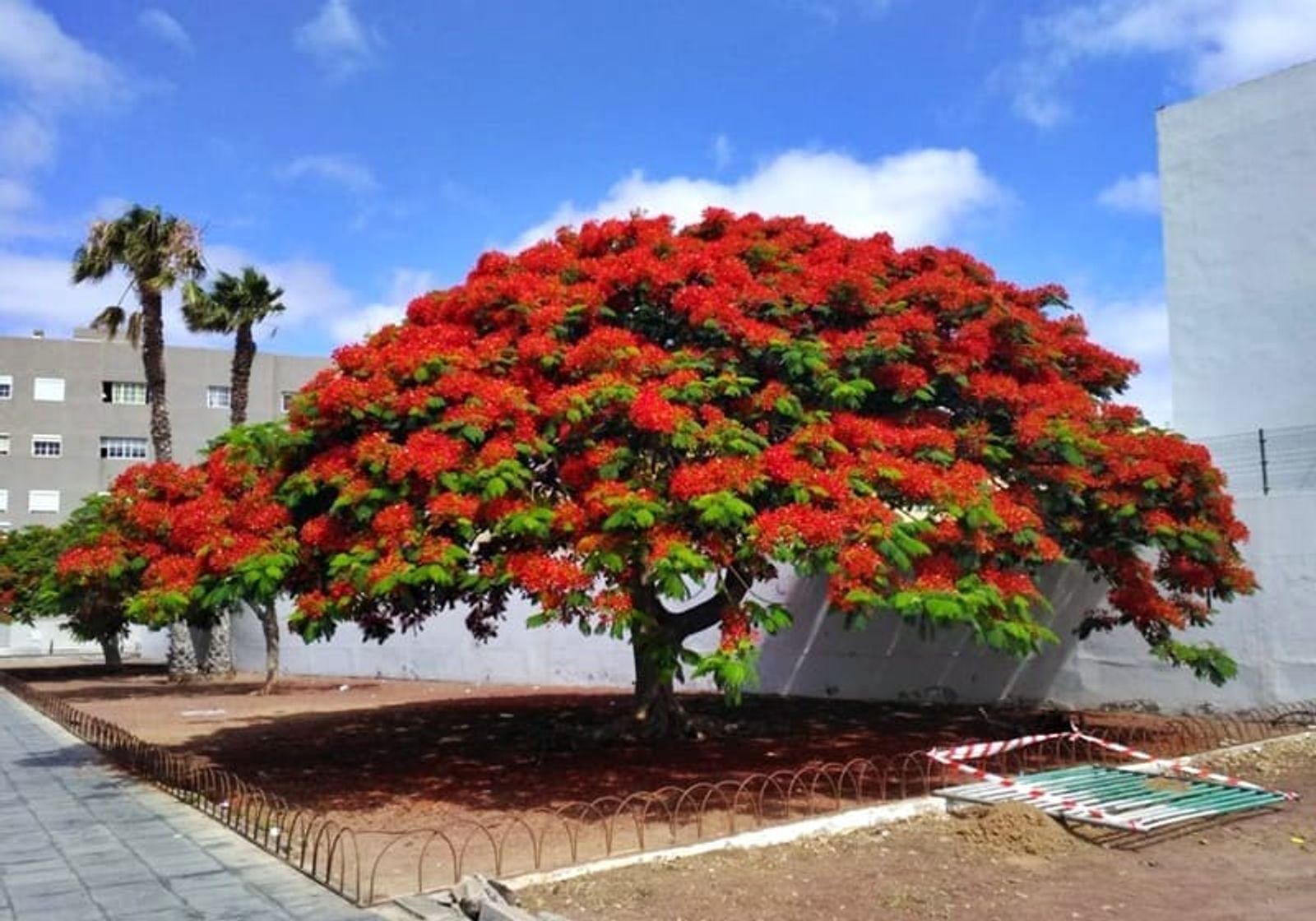 Ruta interpretada por la vegetación urbana de Arrecife 