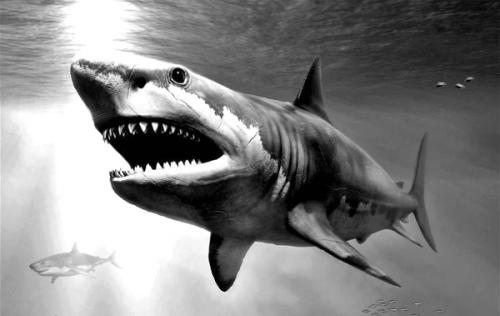 Hallan fósiles de megalodón en La Graciosa, el tiburón más grande de la historia