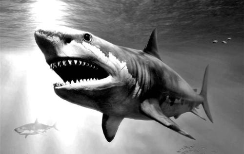 Hallan fósiles de megalodón en La Graciosa, el tiburón más grande de la historia